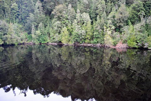 Gordon River Cruise Departing From Strahan - Accommodation Sunshine Coast 24