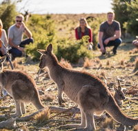 8-Day Tasman Wildlife and Wilderness Encounter Including Accommodation - Accommodation Sunshine Coast