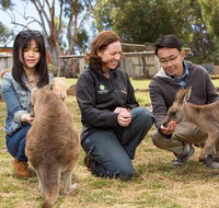 Bonorong Wildlife Park and Richmond Afternoon Tour from Hobart - Accommodation Sunshine Coast