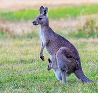 Bonorong Wildlife Park Richmond Village Hobart Highlights - Accommodation Sunshine Coast