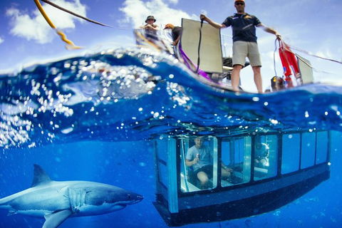 White Shark Tour With Optional Cage Dive From Port Lincoln - Accommodation Sunshine Coast 0