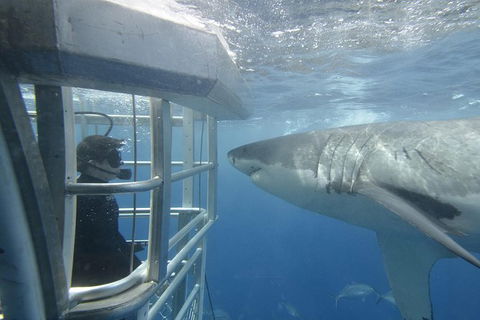 White Shark Tour With Optional Cage Dive From Port Lincoln - Accommodation Sunshine Coast 2