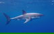 White Shark Tour With Optional Cage Dive From Port Lincoln - thumb 5