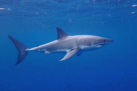 White Shark Tour With Optional Cage Dive From Port Lincoln - Accommodation Sunshine Coast 5