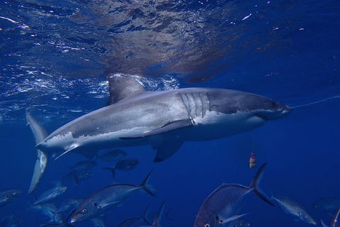 White Shark Tour With Optional Cage Dive From Port Lincoln - Accommodation Sunshine Coast 6