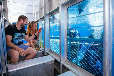White Shark Tour With Optional Cage Dive From Port Lincoln - Accommodation Sunshine Coast 4