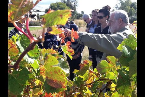 Barossa Valley Via Hahndorf ( Historical German Village ) Inc Maggie Beers Farm - Accommodation Sunshine Coast 4