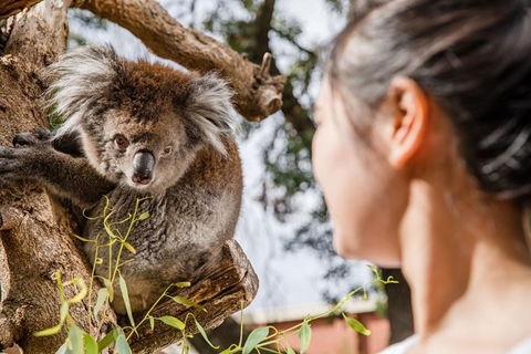Adelaide Zoo Behind The Scenes Experience: Koala Encounter - Accommodation Sunshine Coast 0