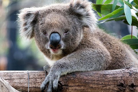 Adelaide Zoo Behind The Scenes Experience: Koala Encounter - Accommodation Sunshine Coast 1