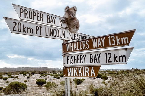 Private Port Lincoln Day Tour: Tasting Eyre - Accommodation Sunshine Coast 0