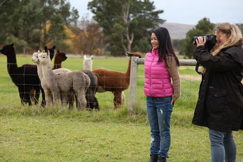 Alpaca Farm 2 Hour Tour - Accommodation Sunshine Coast 1