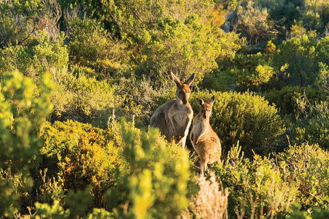 Coffin Bay Day Tour - A Taste Of Coffin Bay - Accommodation Sunshine Coast 11