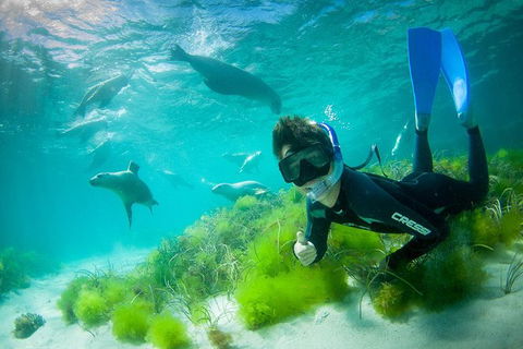 Half-Day Sea Lion Snorkeling Tour From Port Lincoln - Accommodation Sunshine Coast 0