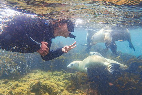 Half-Day Sea Lion Snorkeling Tour From Port Lincoln - Accommodation Sunshine Coast 8