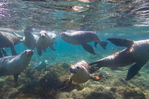 Half-Day Sea Lion Snorkeling Tour From Port Lincoln - Accommodation Sunshine Coast 2