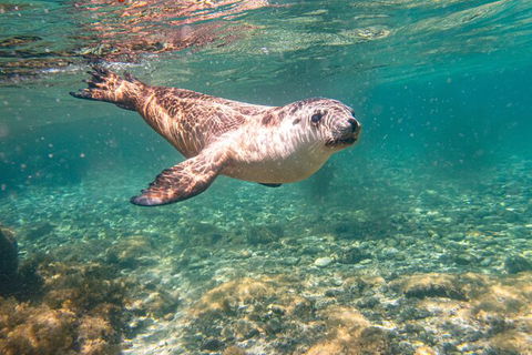 Half-Day Sea Lion Snorkeling Tour From Port Lincoln - Accommodation Sunshine Coast 4