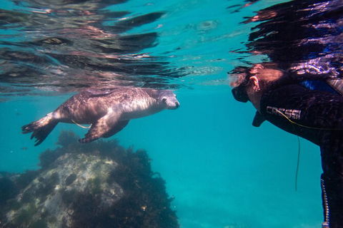 Half-Day Sea Lion Snorkeling Tour From Port Lincoln - Accommodation Sunshine Coast 5