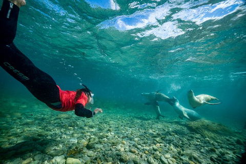 Half-Day Sea Lion Snorkeling Tour From Port Lincoln - Accommodation Sunshine Coast 1