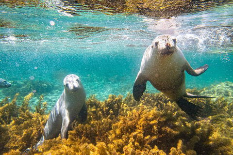 Half-Day Sea Lion Snorkeling Tour From Port Lincoln - Accommodation Sunshine Coast 7