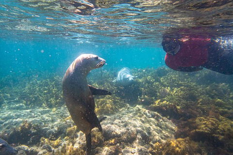 Half-Day Sea Lion Snorkeling Tour From Port Lincoln - Accommodation Sunshine Coast 3