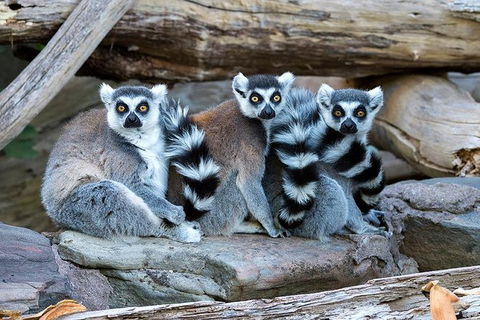 Adelaide Zoo Behind The Scenes Experience: Lemur Feeding - Accommodation Sunshine Coast 1