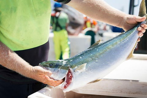 Exceptional Port Lincoln, Seafood And Wildlife Tour - Accommodation Sunshine Coast 9