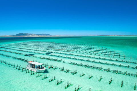 Experience Coffin Bay Short And Sweet Oyster Farm Tour - Accommodation Sunshine Coast 5