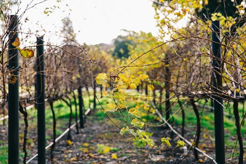 Australian Wine Discovery Tour Ticket - Accommodation Sunshine Coast 4