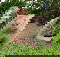 Croc Express to Australia Zoo from Brisbane - Accommodation Sunshine Coast
