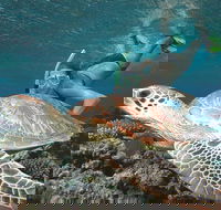 Great Barrier Reef Sailing and Snorkeling Cruise from Port Douglas - Accommodation Sunshine Coast