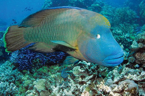 Poseidon Outer Great Barrier Reef Snorkeling And Diving Cruise From Port Douglas - Accommodation Sunshine Coast 1