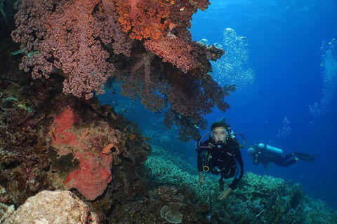 Poseidon Outer Great Barrier Reef Snorkeling And Diving Cruise From Port Douglas - Accommodation Sunshine Coast 8