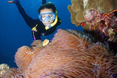 Poseidon Outer Great Barrier Reef Snorkeling And Diving Cruise From Port Douglas - Accommodation Sunshine Coast 4