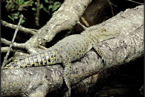 Daintree Rainforest, Cape Tribulation, Mossman Gorge In A Day - Accommodation Sunshine Coast 4