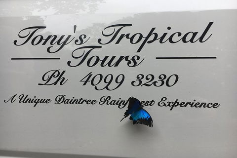 Daintree Rainforest, Cape Tribulation, Mossman Gorge In A Day - Accommodation Sunshine Coast 7