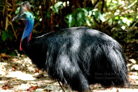 Daintree Rainforest, Cape Tribulation, Mossman Gorge In A Day - Accommodation Sunshine Coast 3