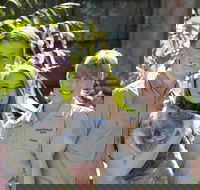 Koala Cuddle Adventure Croc 2 - Accommodation Sunshine Coast