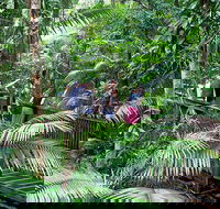 Full Day Daintree Rainforest and Mossman Gorge Tour - Accommodation Sunshine Coast