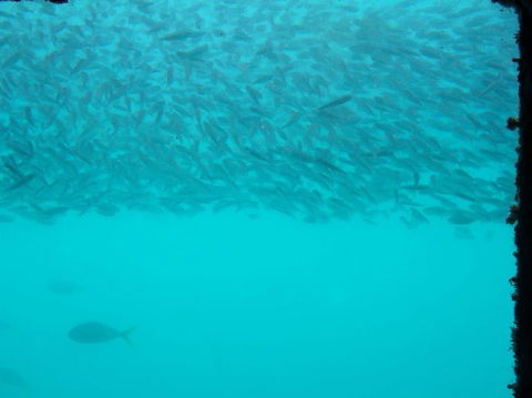 Great Barrier Reef Day Cruise To Reefworld - Accommodation Sunshine Coast 10