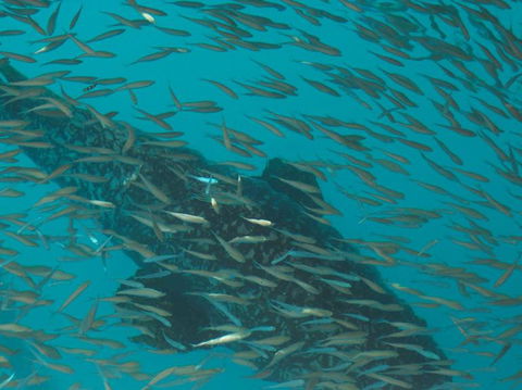 Great Barrier Reef Day Cruise To Reefworld - Accommodation Sunshine Coast 2