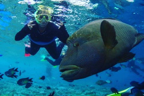 Great Barrier Reef Day Cruise To Reefworld - Accommodation Sunshine Coast 5