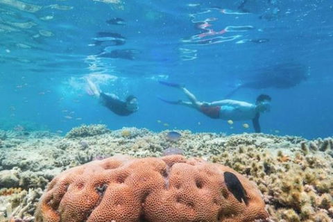 Great Barrier Reef Day Cruise To Reefworld - Accommodation Sunshine Coast 1