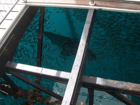 Great Barrier Reef Day Cruise To Reefworld - Accommodation Sunshine Coast 19