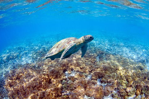 Great Barrier Reef Day Cruise To Reefworld - Accommodation Sunshine Coast 27