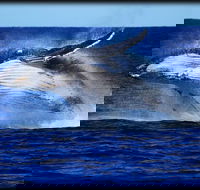 Whale Watching Cruise from Redcliffe Brisbane or the Sunshine Coast - Accommodation Sunshine Coast