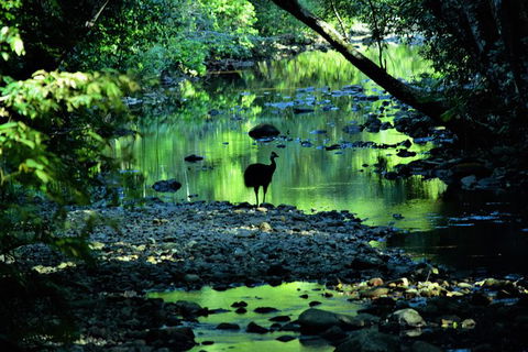 Daintree - Cape Tribulation & Atherton Tablelands Tours From Port Douglas - Accommodation Sunshine Coast 1