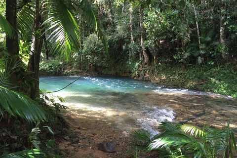 Daintree - Cape Tribulation & Atherton Tablelands Tours From Port Douglas - Accommodation Sunshine Coast 5