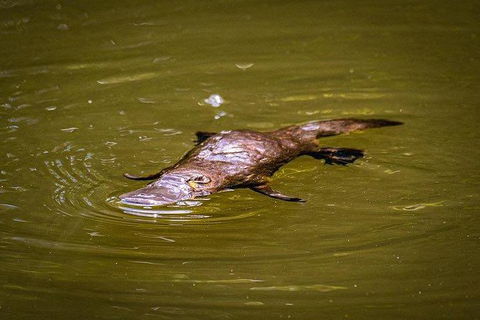Daintree - Cape Tribulation & Atherton Tablelands Tours From Port Douglas - Accommodation Sunshine Coast 27