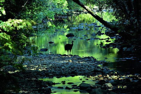 Daintree - Cape Tribulation & Atherton Tablelands Tours From Port Douglas - Accommodation Sunshine Coast 26