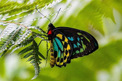 Daintree - Cape Tribulation & Atherton Tablelands Tours From Port Douglas - Accommodation Sunshine Coast 19
